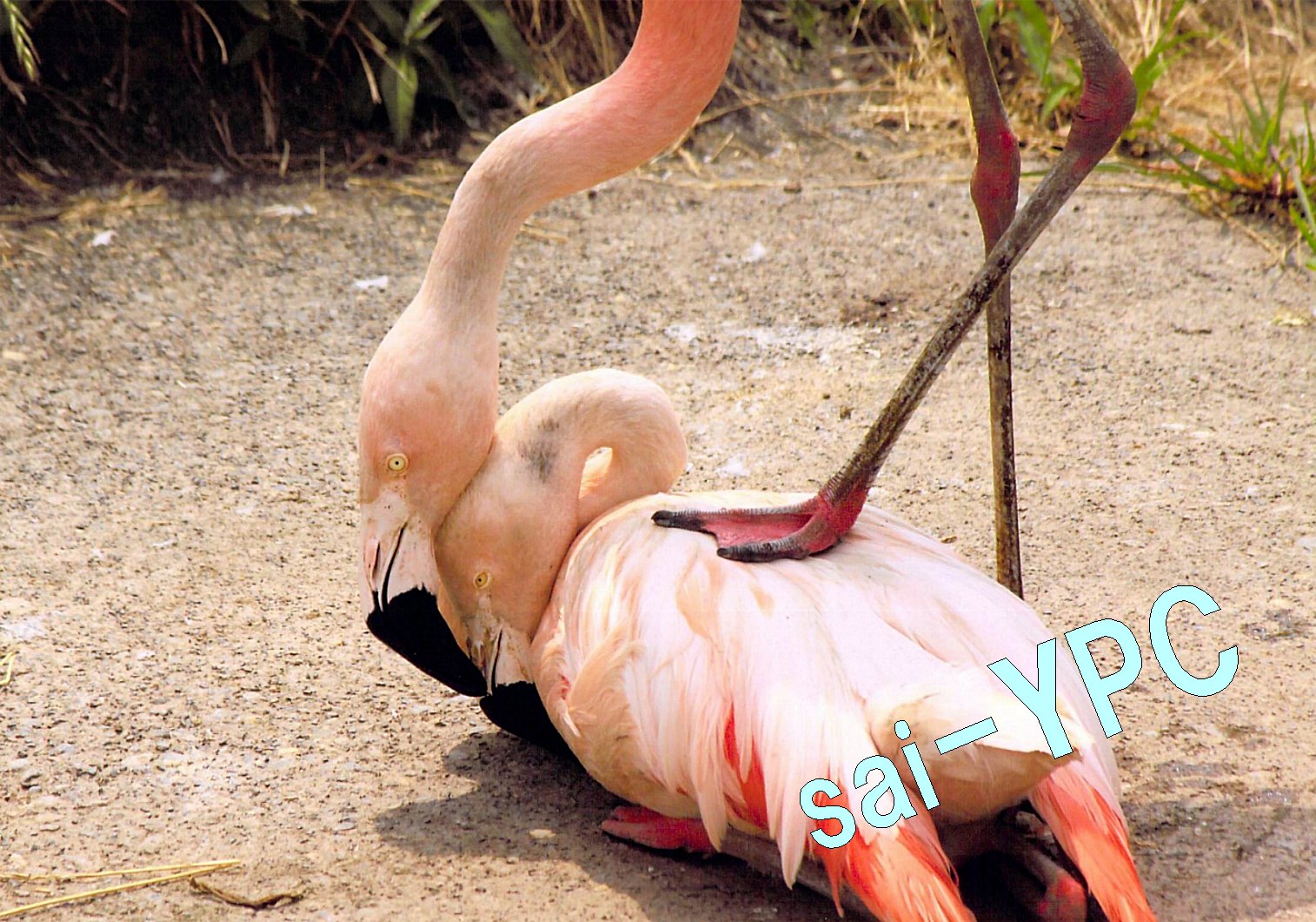 入賞写真