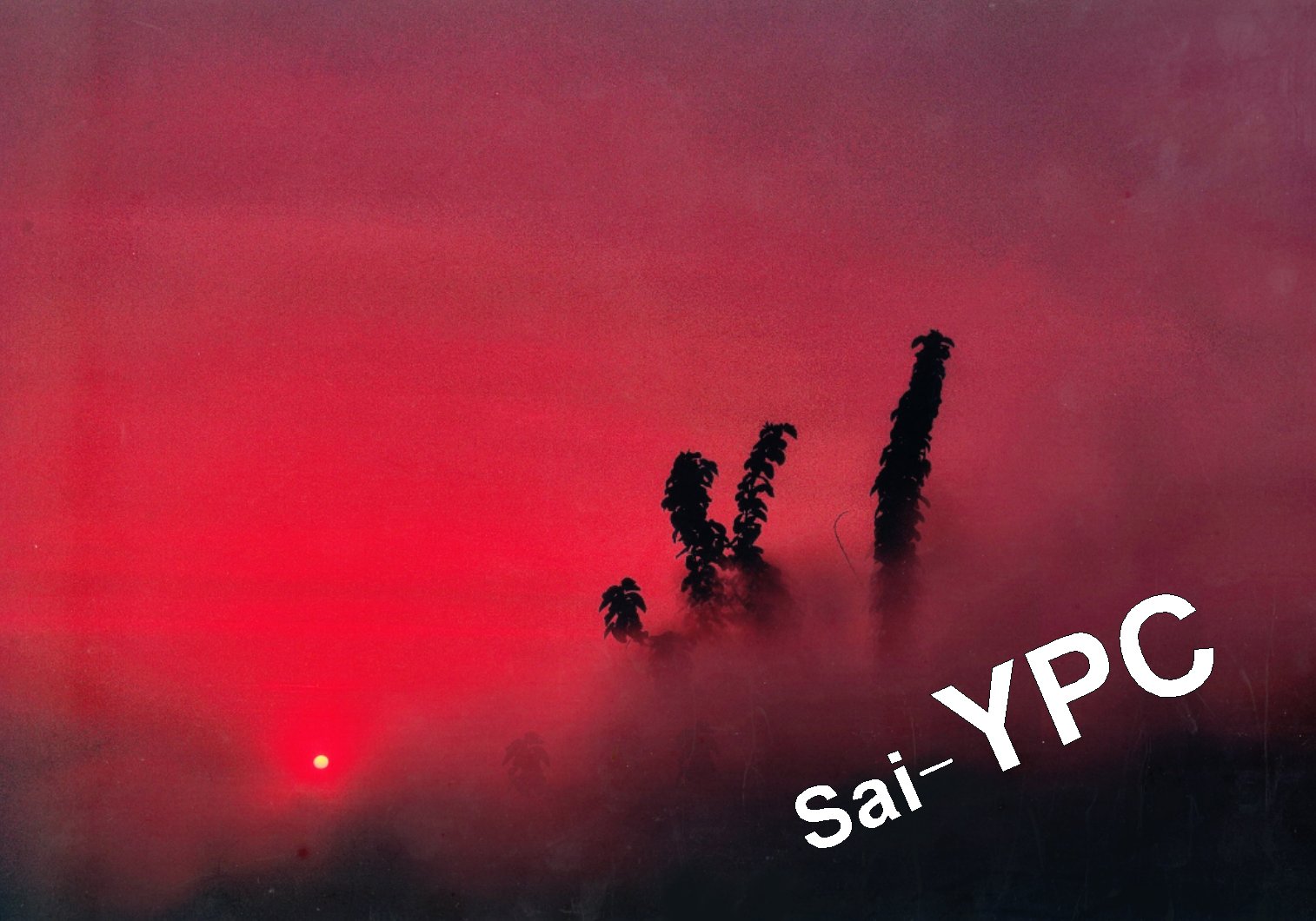 入賞写真