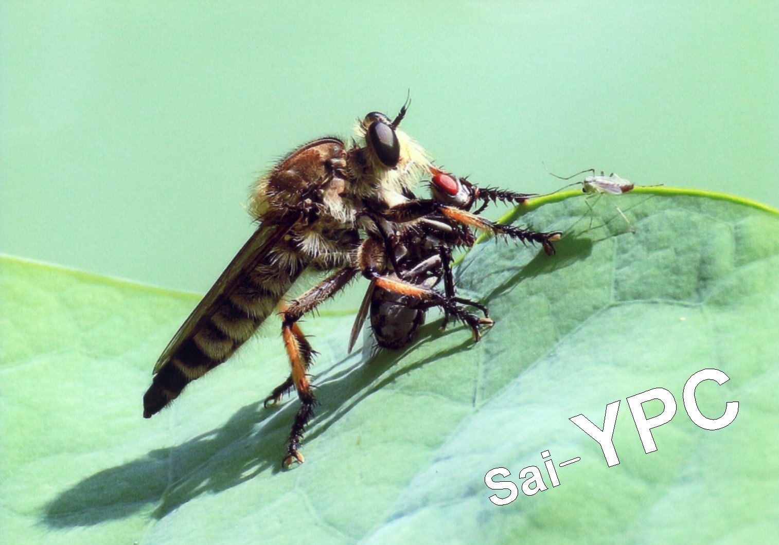 入賞写真