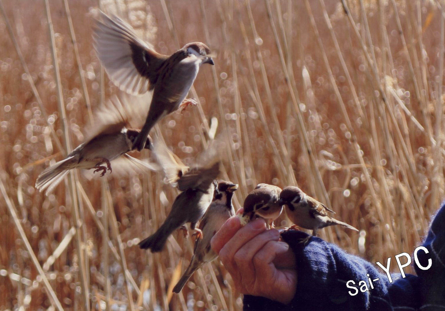入賞写真