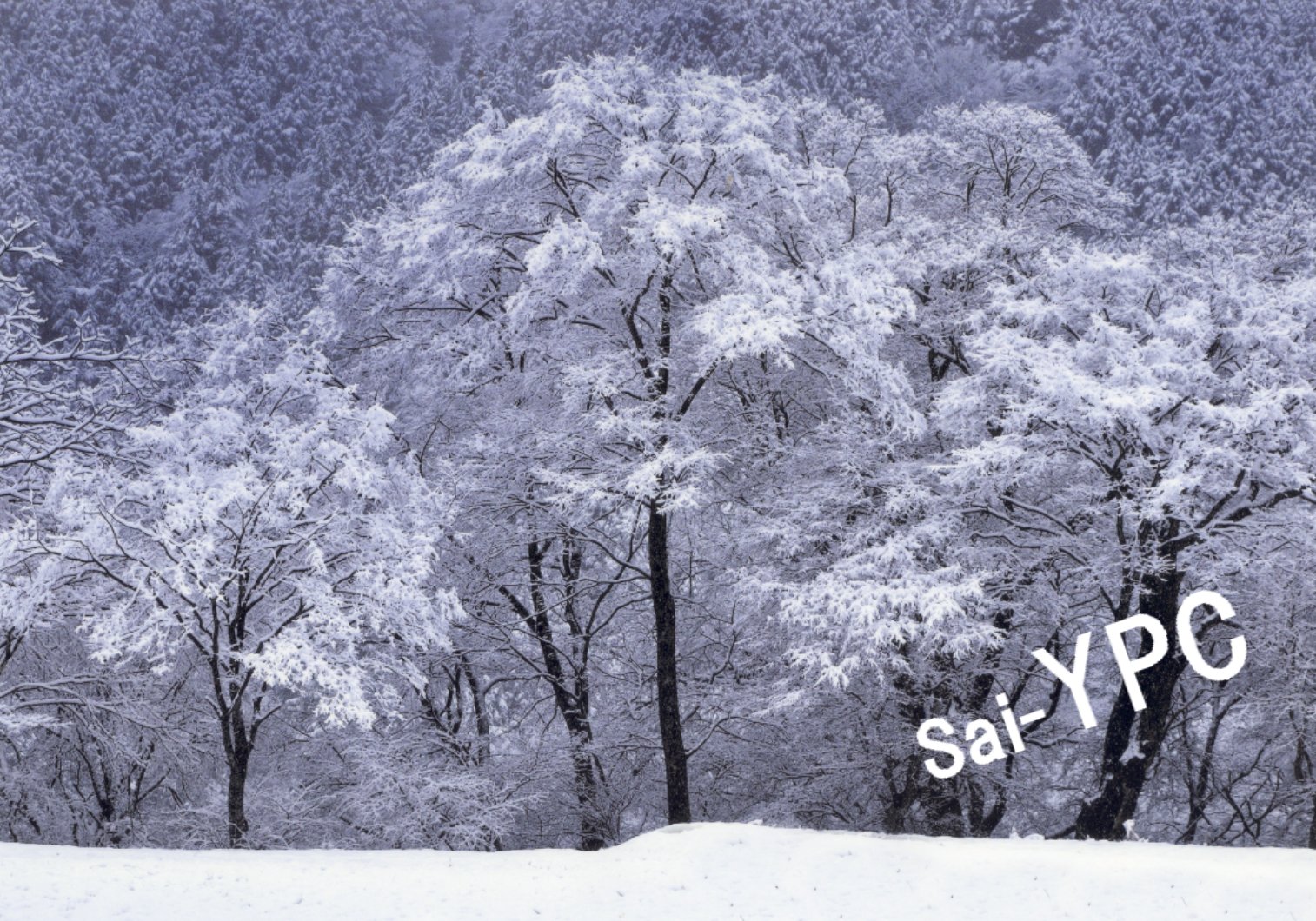 入賞写真"