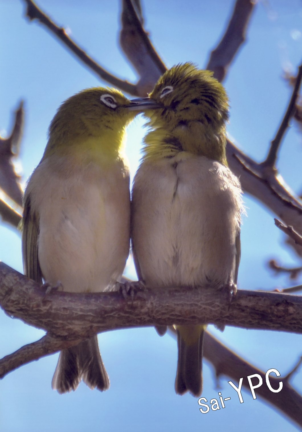 入賞写真"