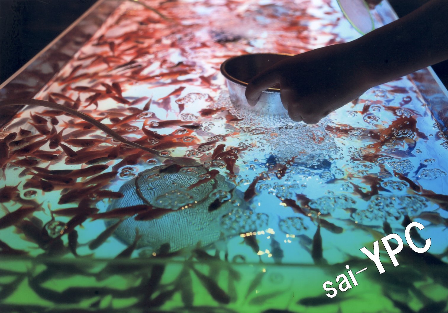 入賞写真