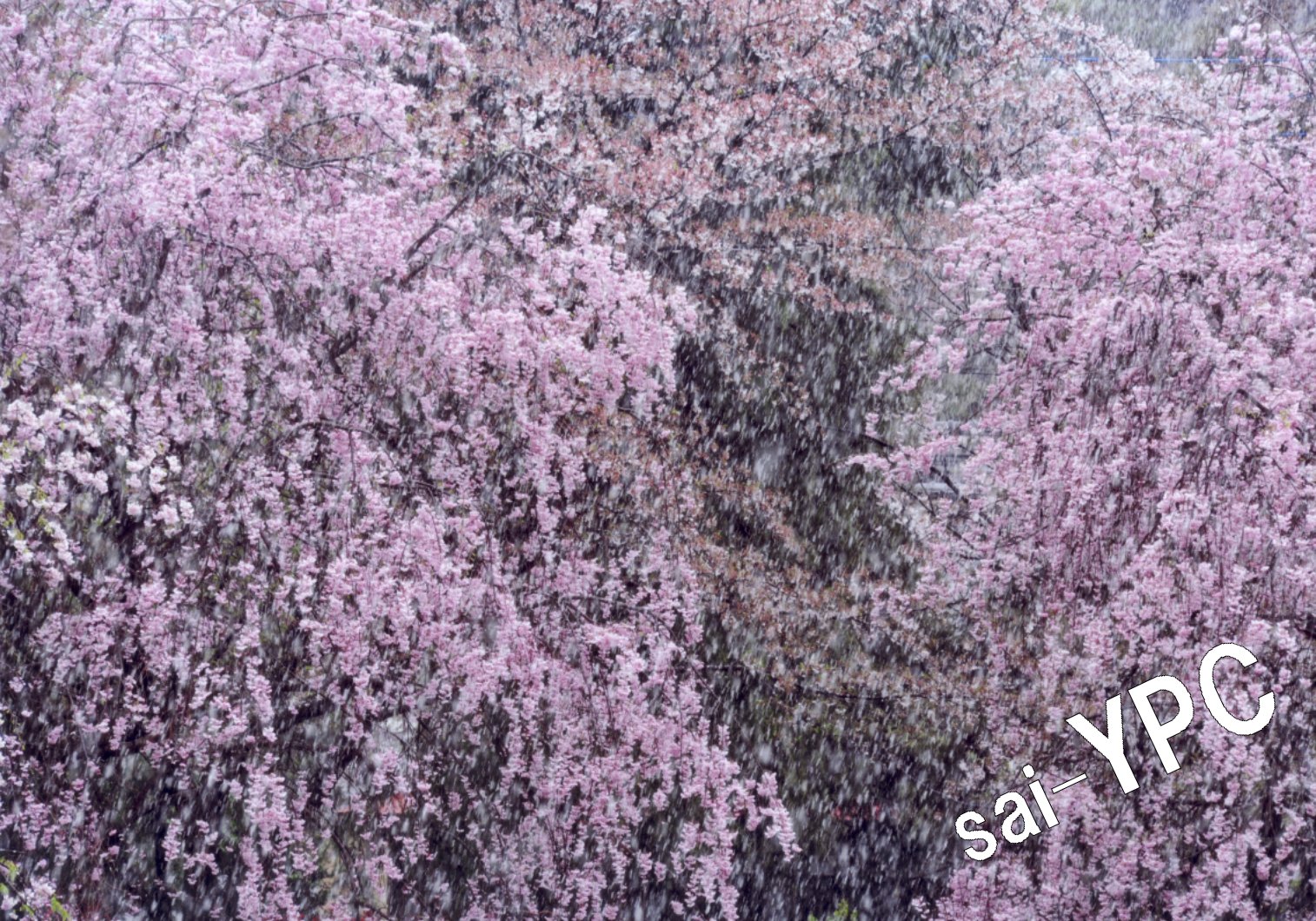 入賞写真