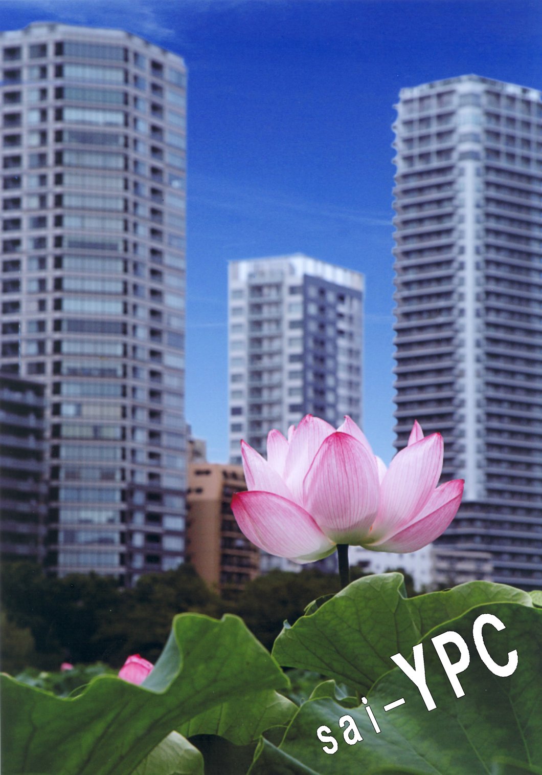 入賞写真