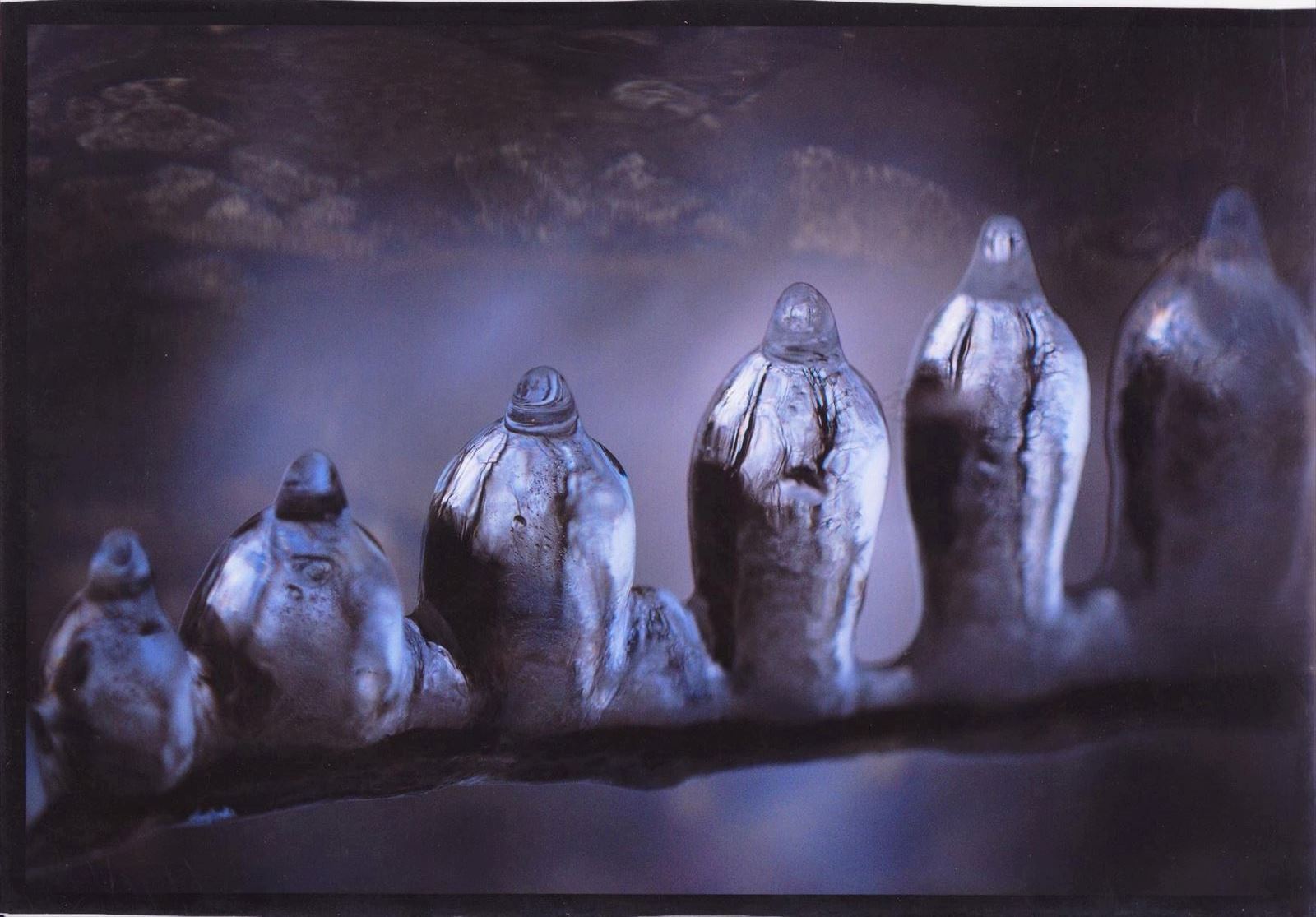 入賞写真