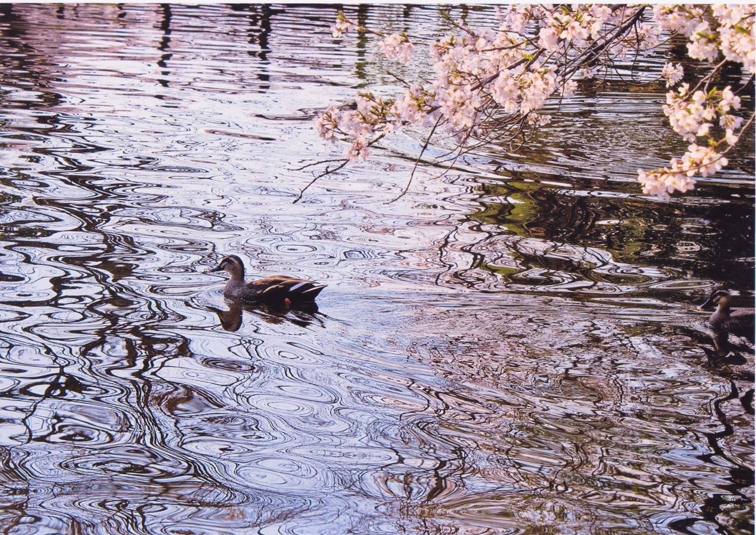 入賞写真