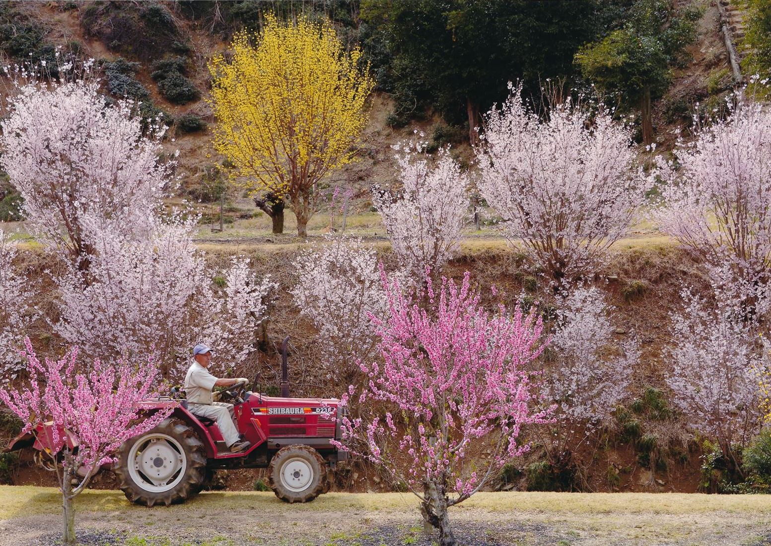 入賞写真