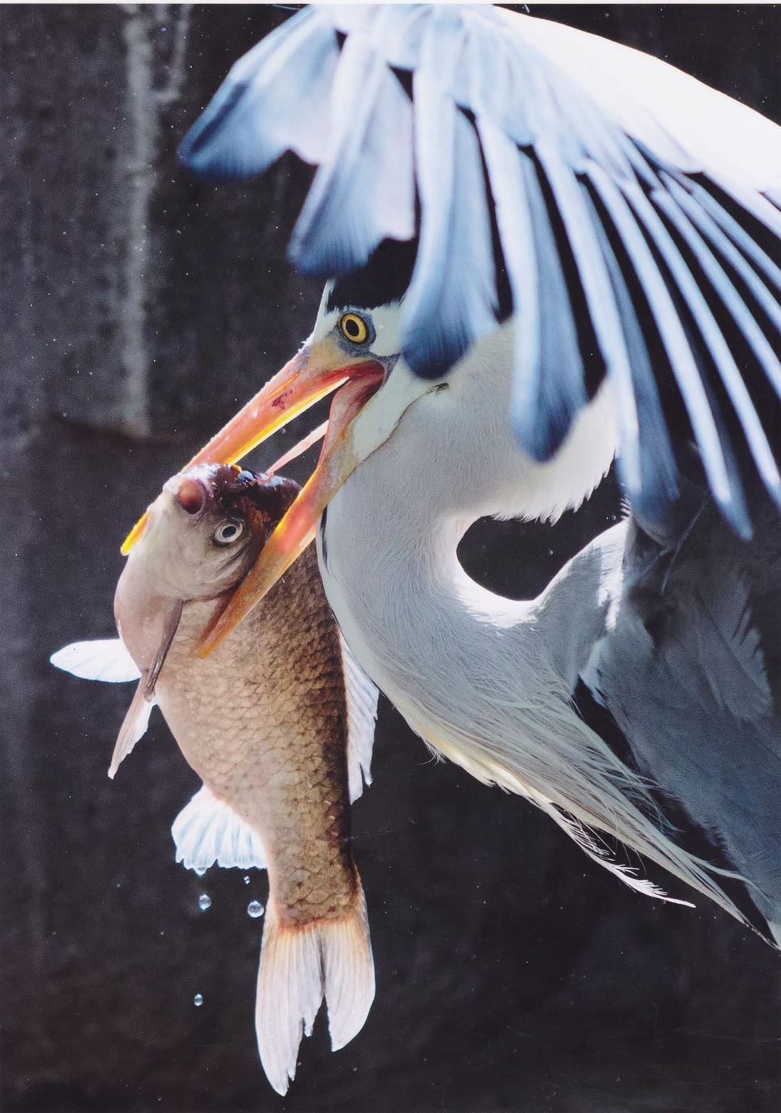 入賞写真"