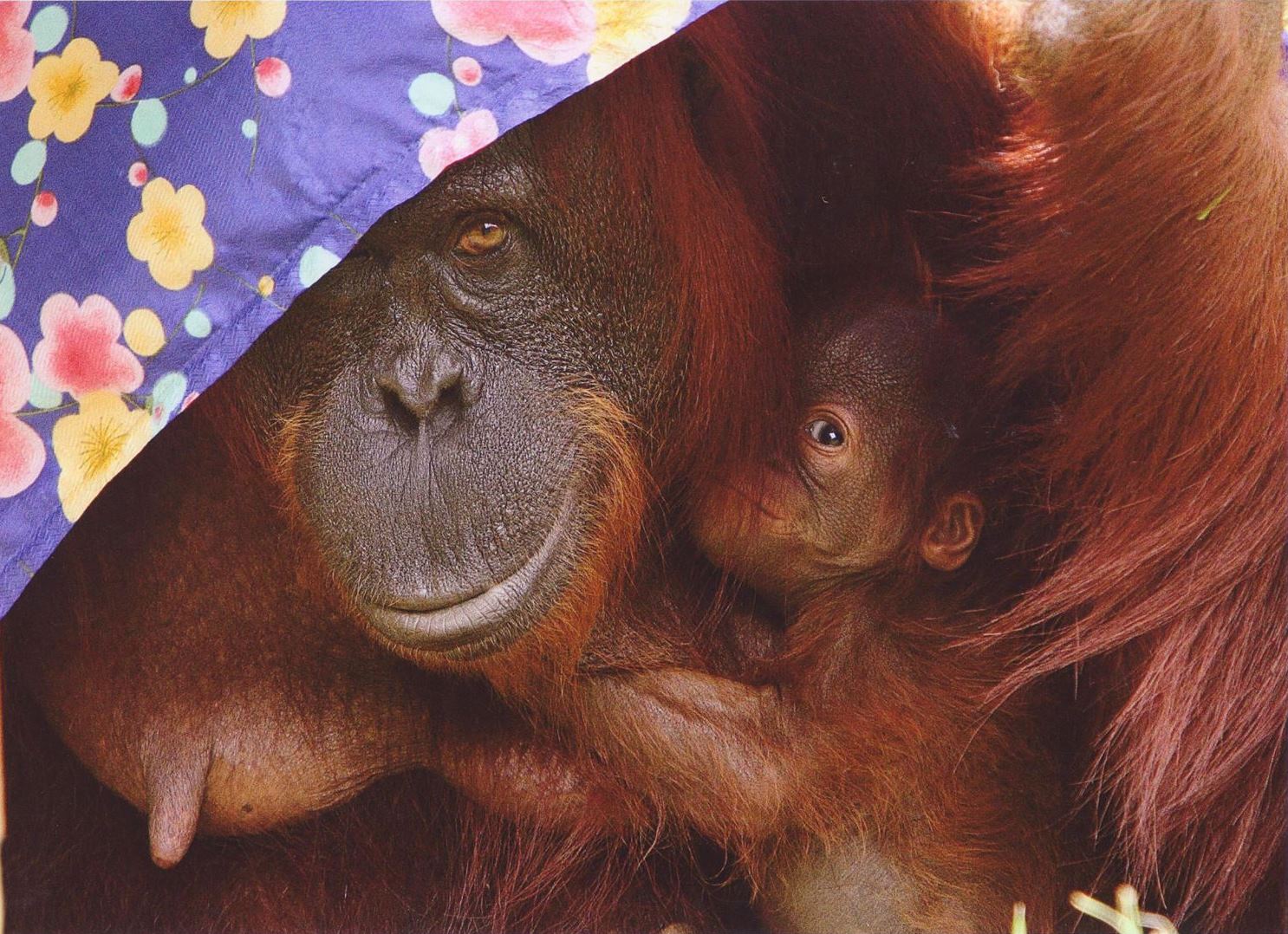 入賞写真"