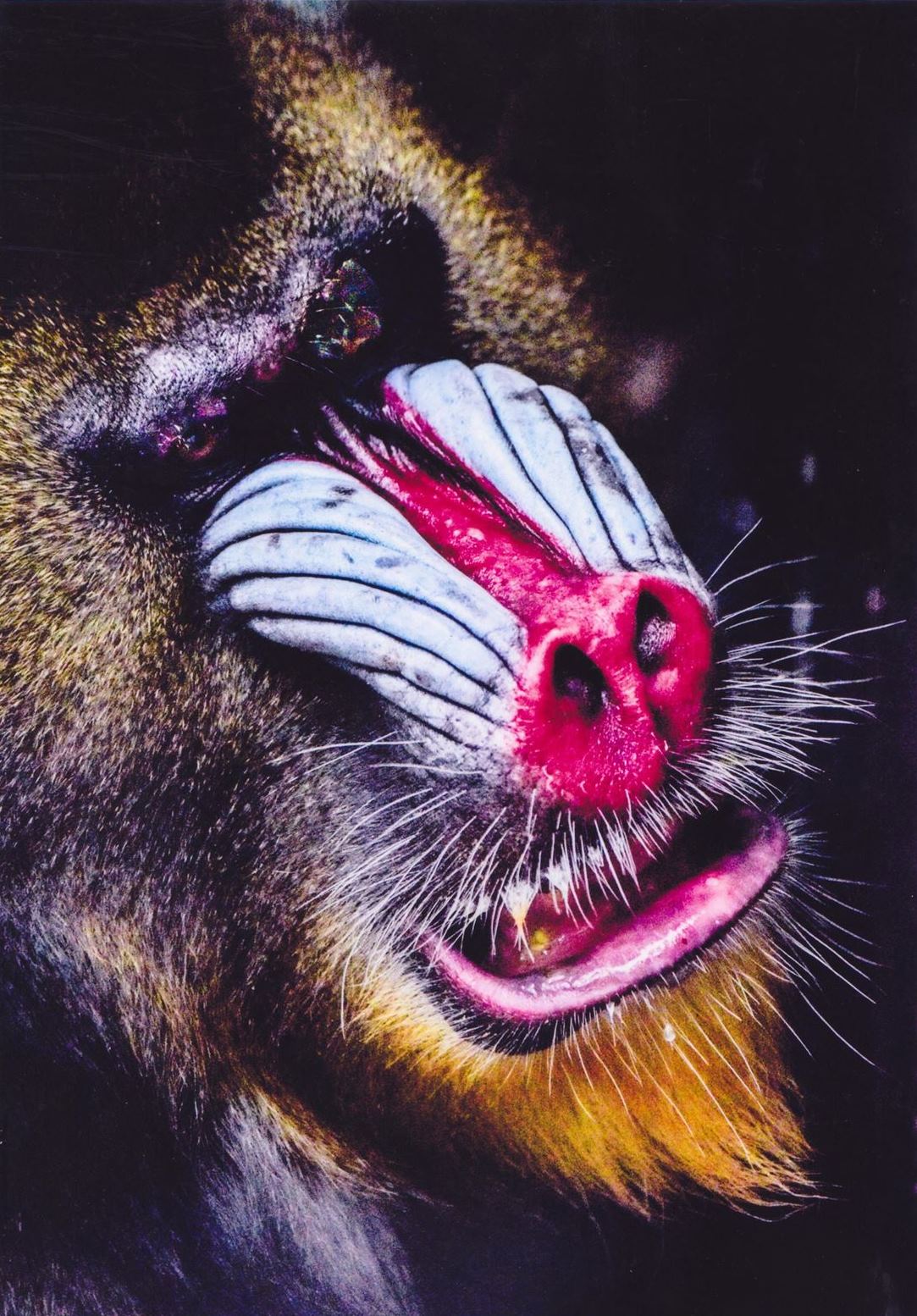 入賞写真"