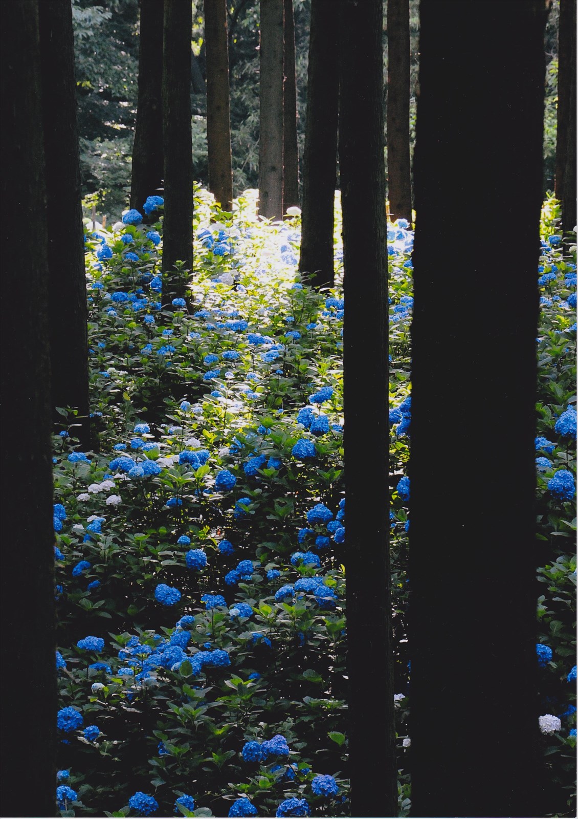 入賞写真