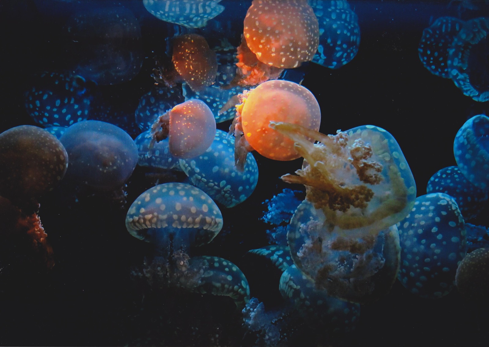 入賞写真