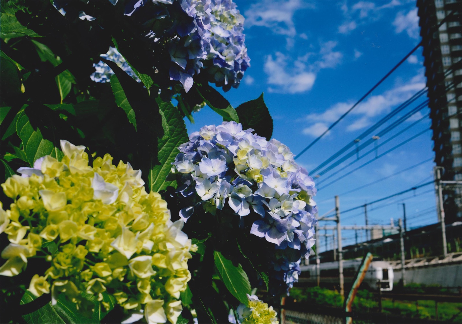 入賞写真
