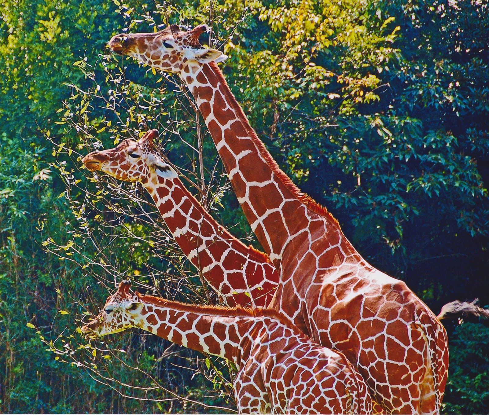 入賞写真