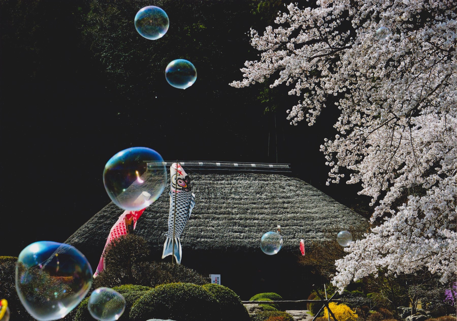 入賞写真