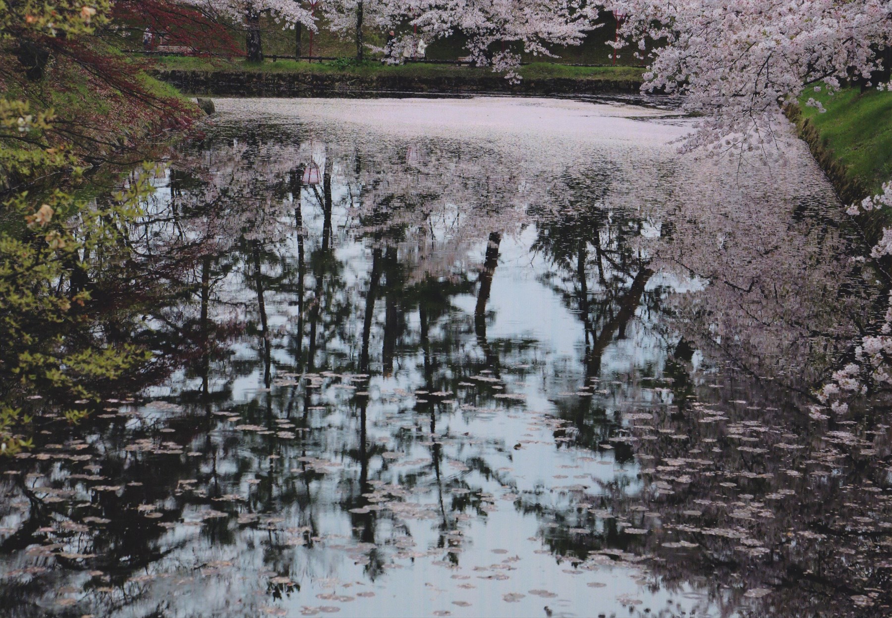 入賞写真
