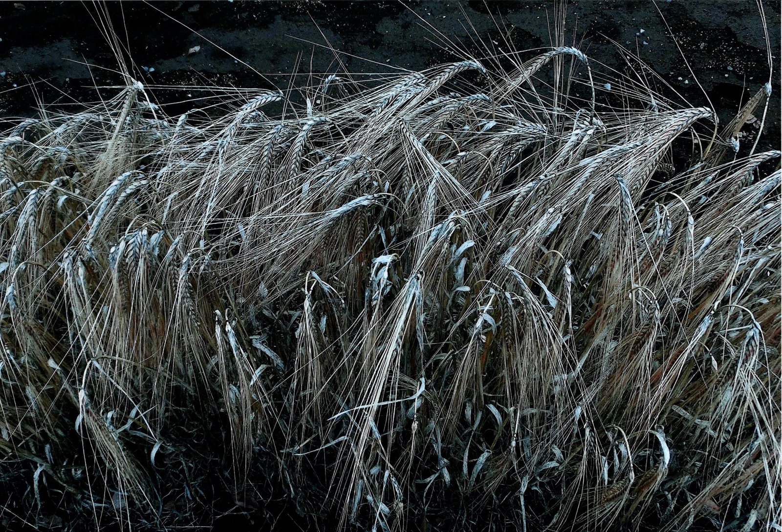 入賞写真