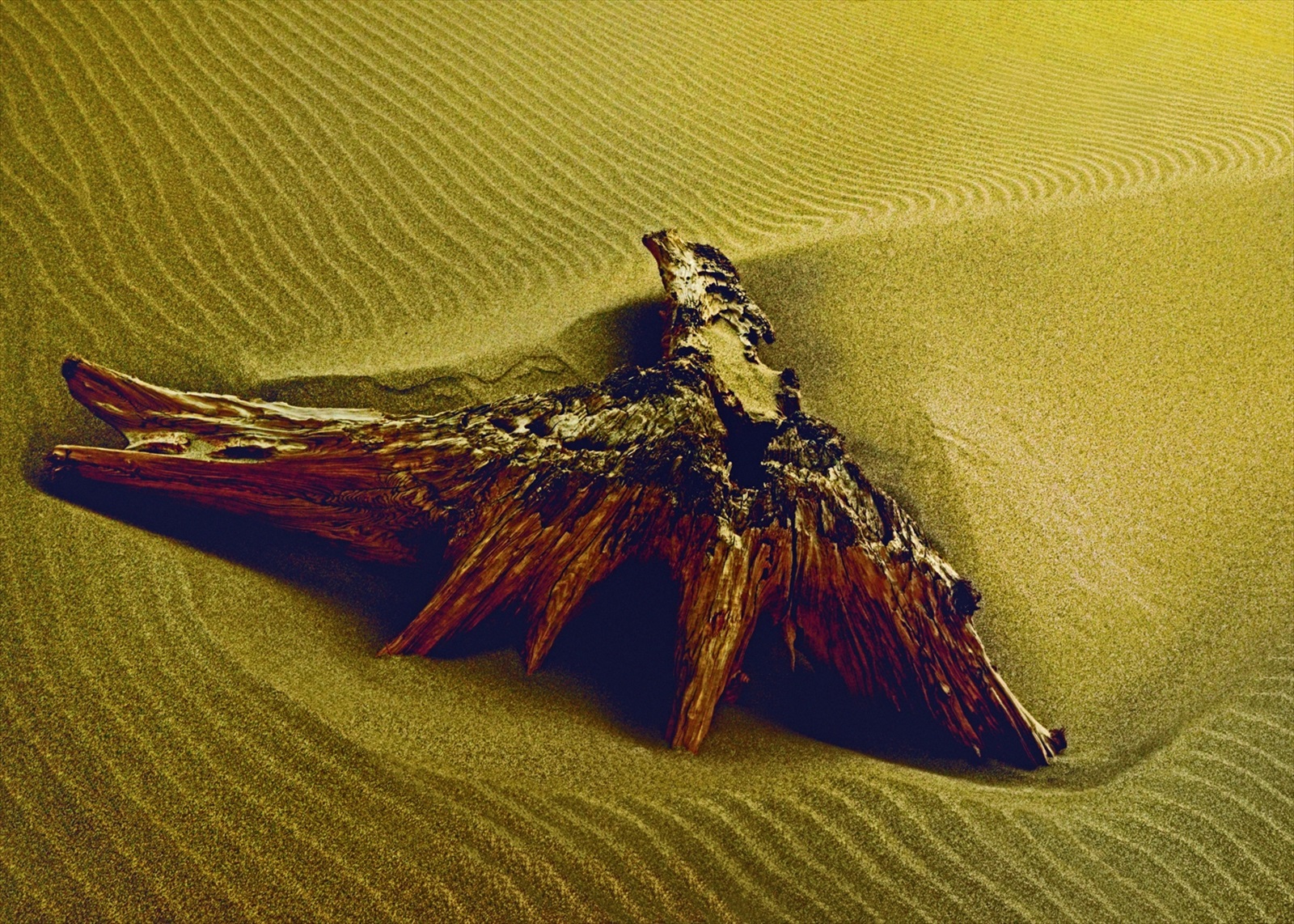 入賞写真