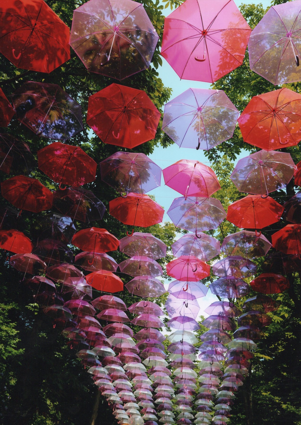 入賞写真
