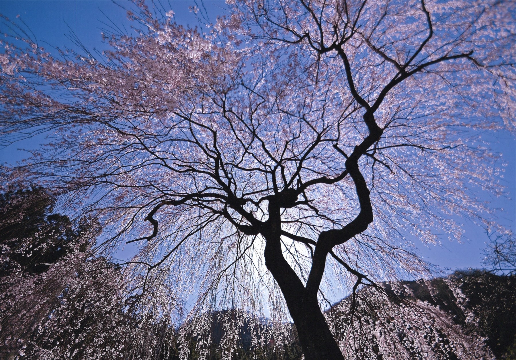 入賞写真
