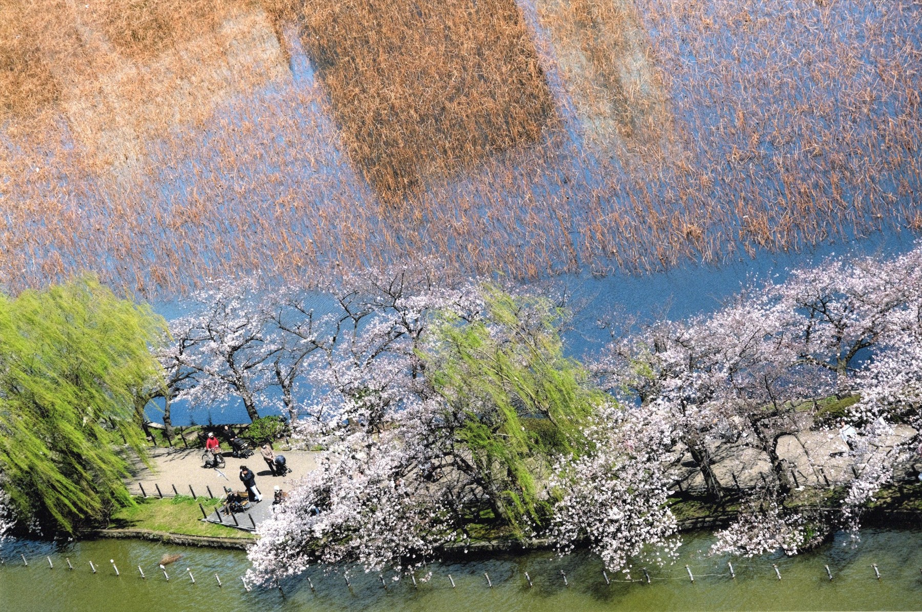 入賞写真
