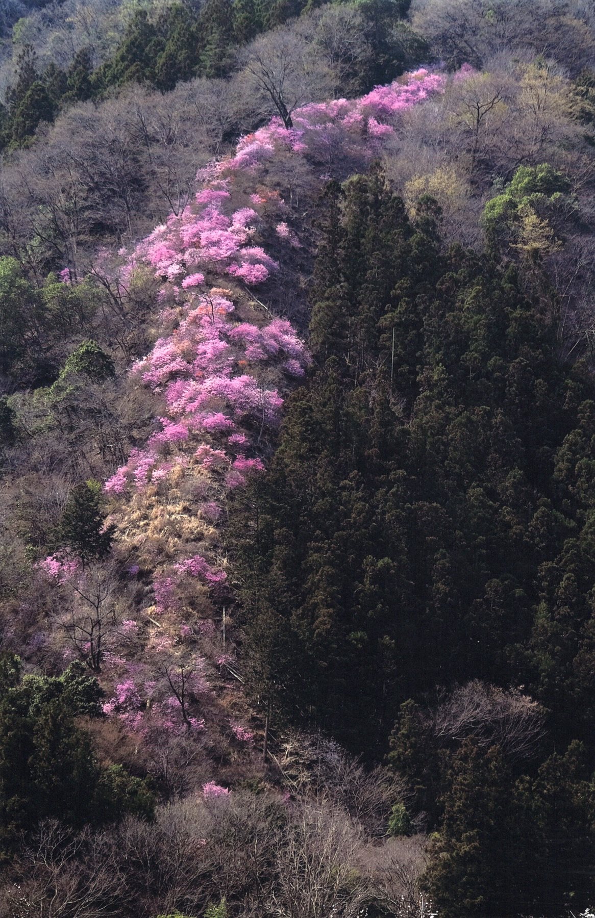 入賞写真