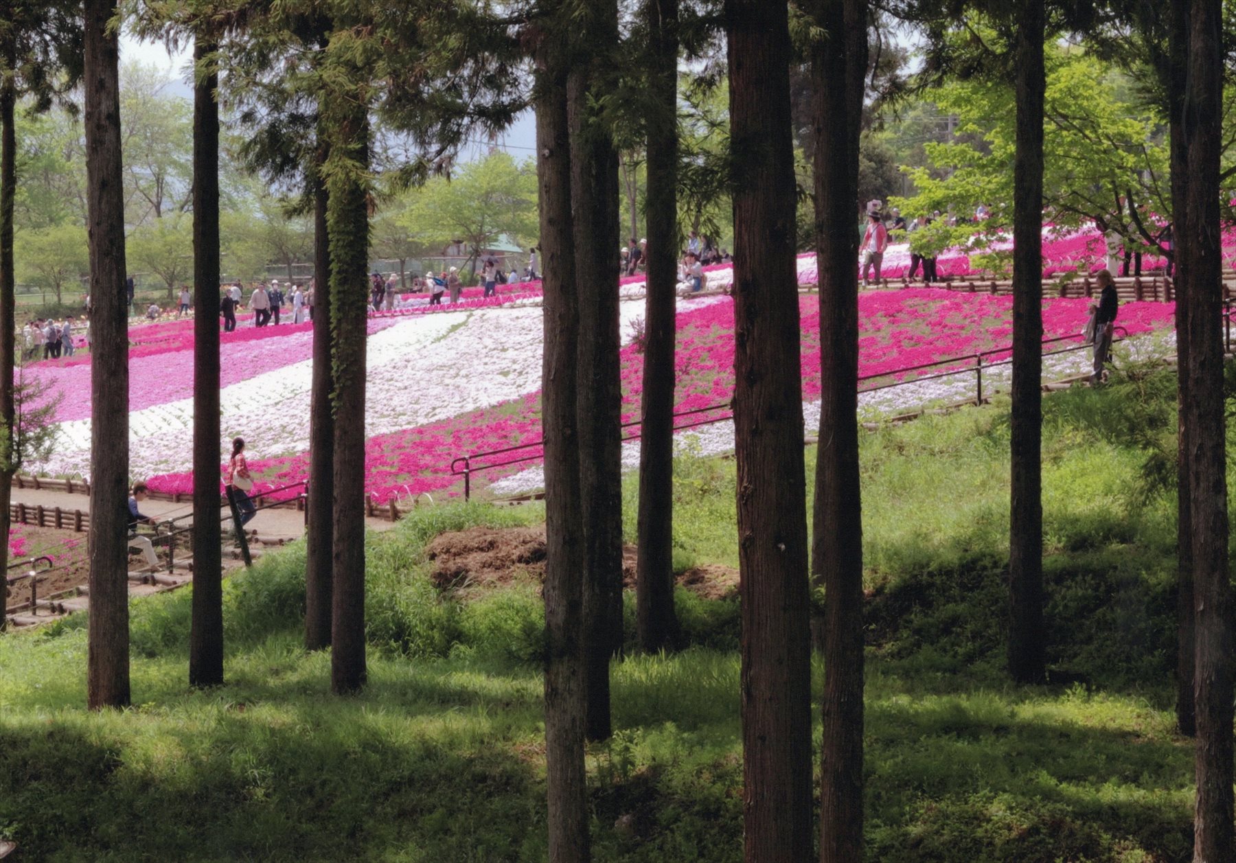 入賞写真