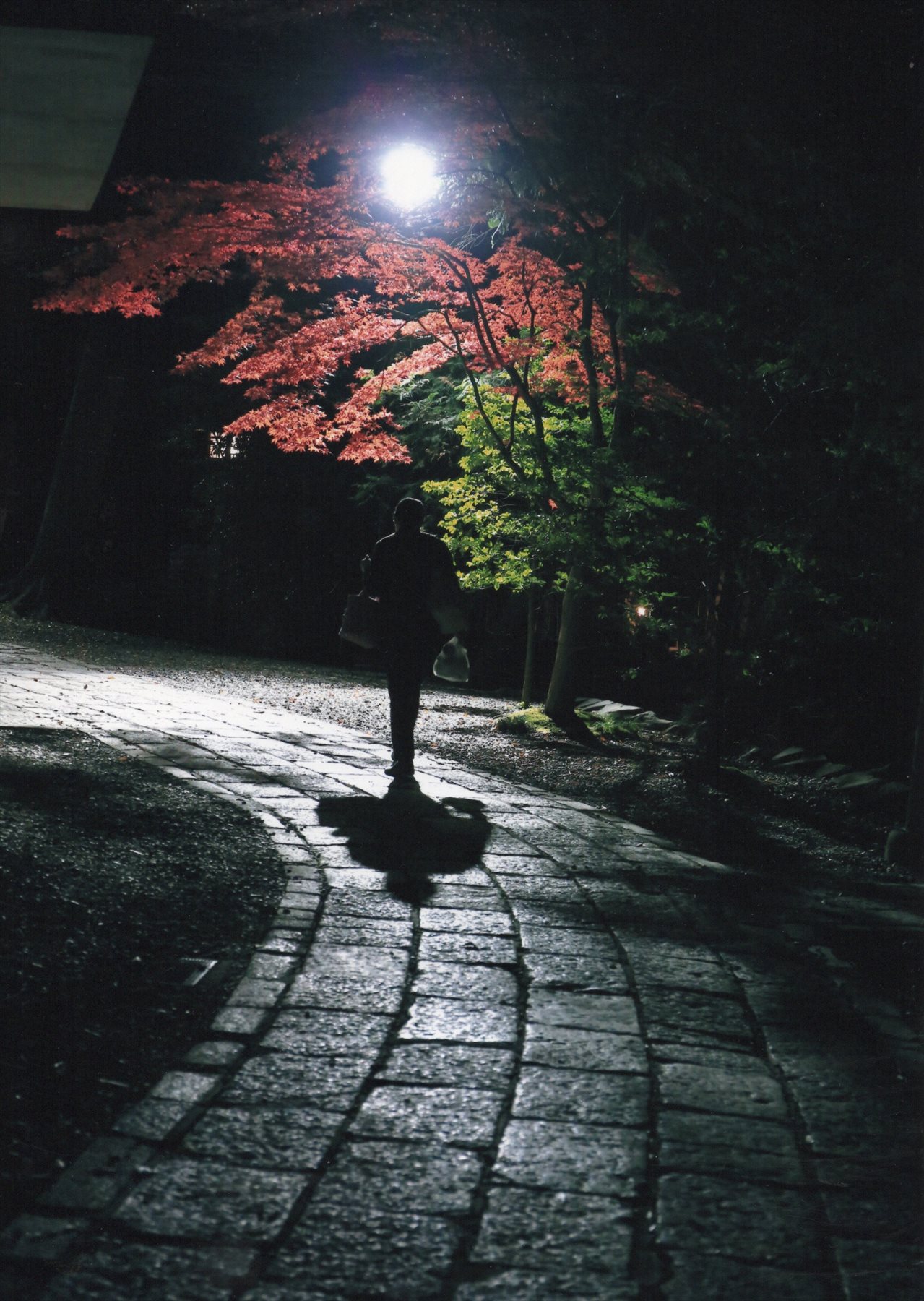 入賞写真