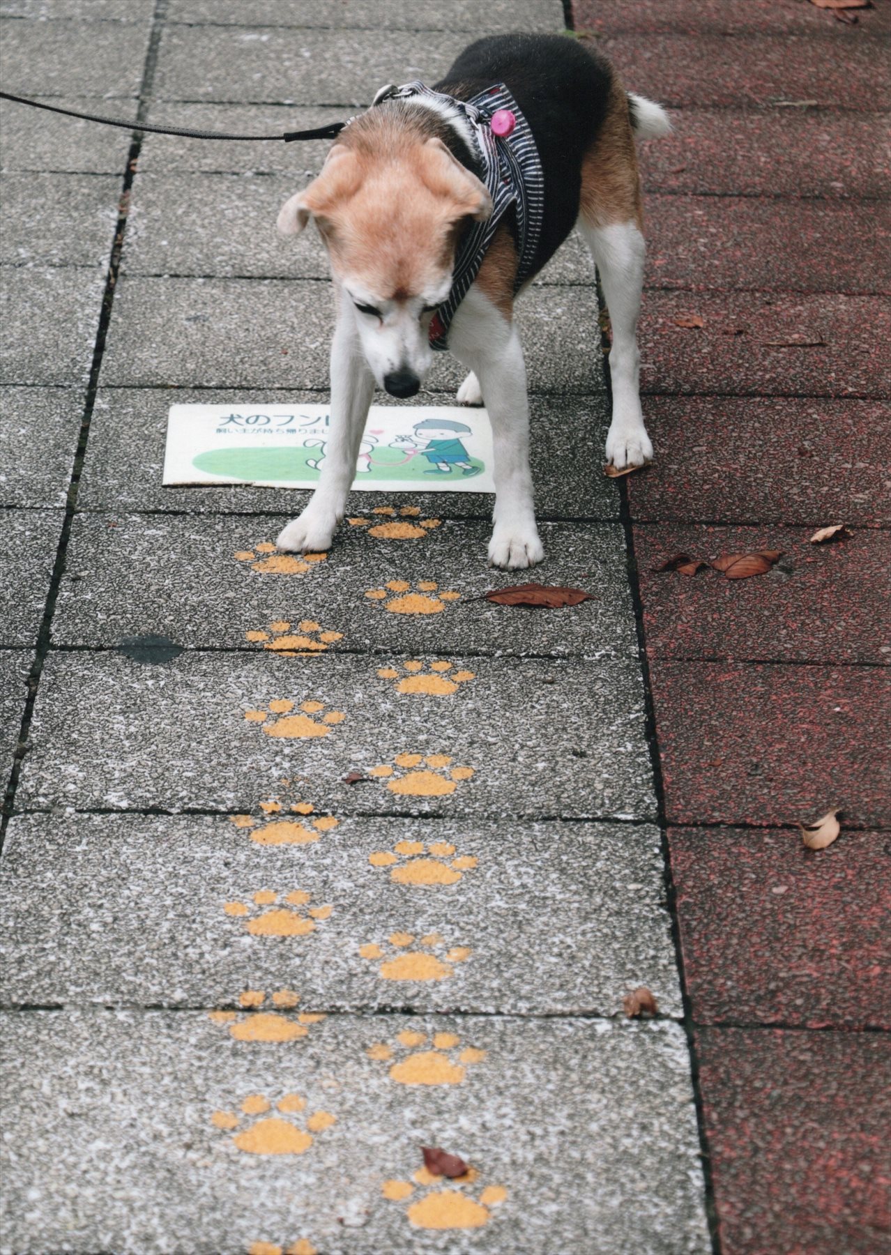入賞写真