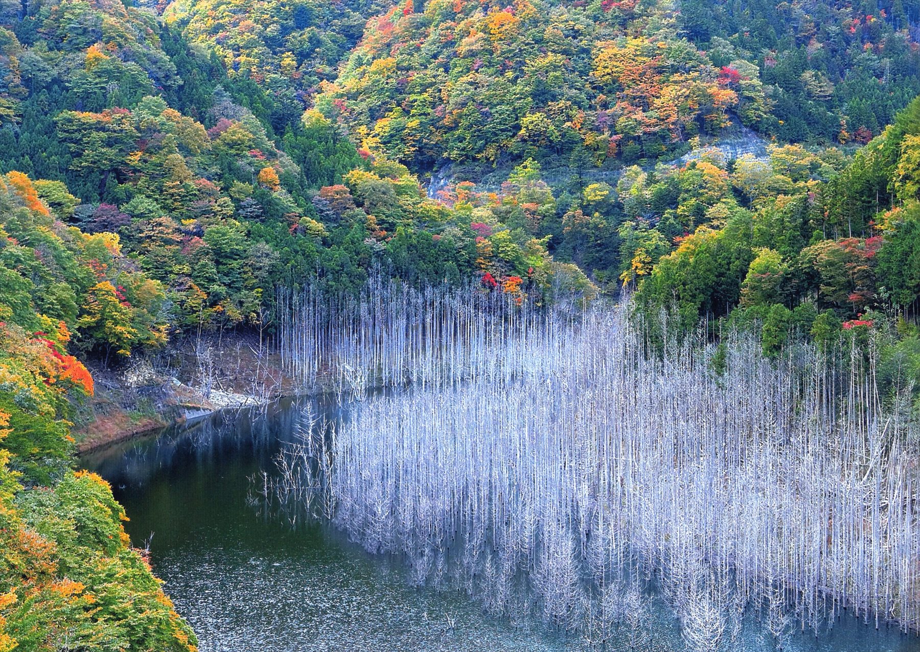 入賞写真