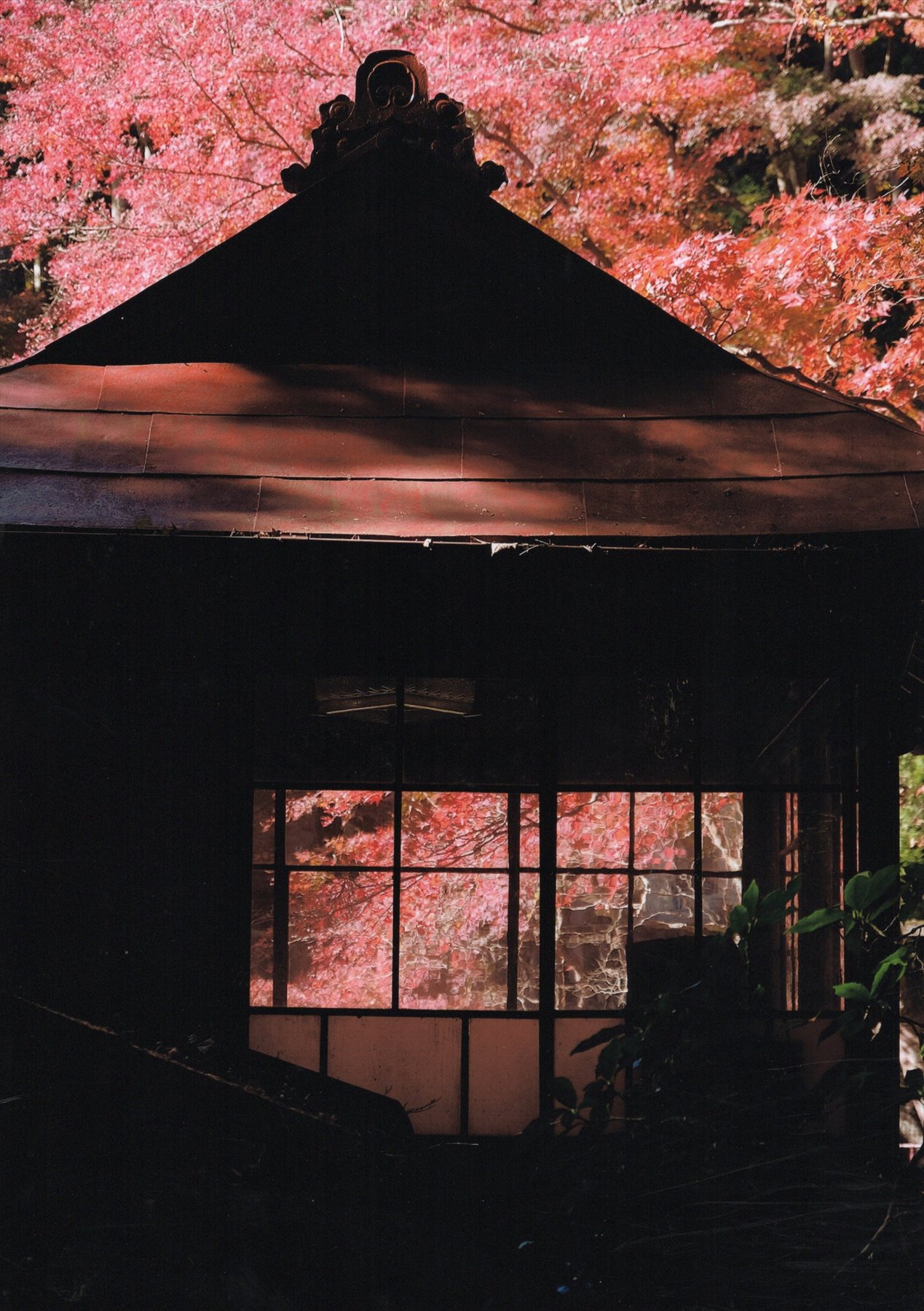 入賞写真