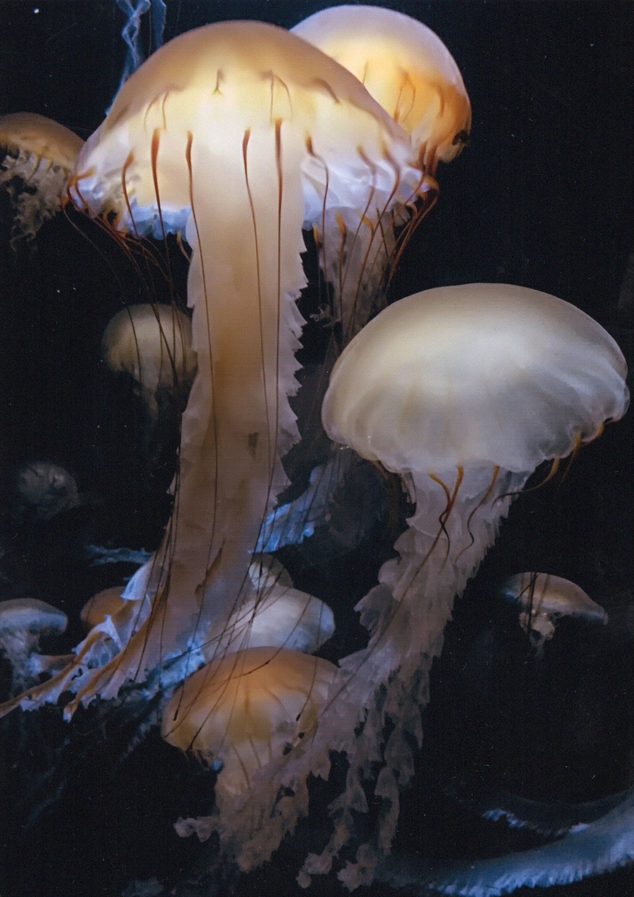 入賞写真