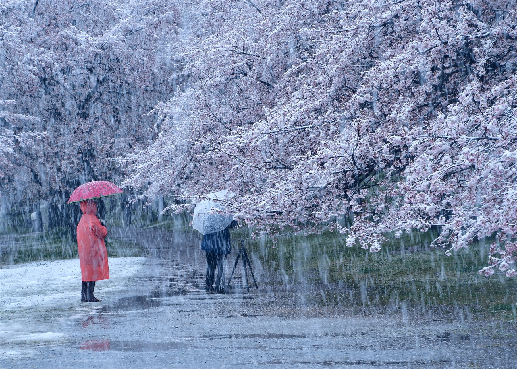入賞写真