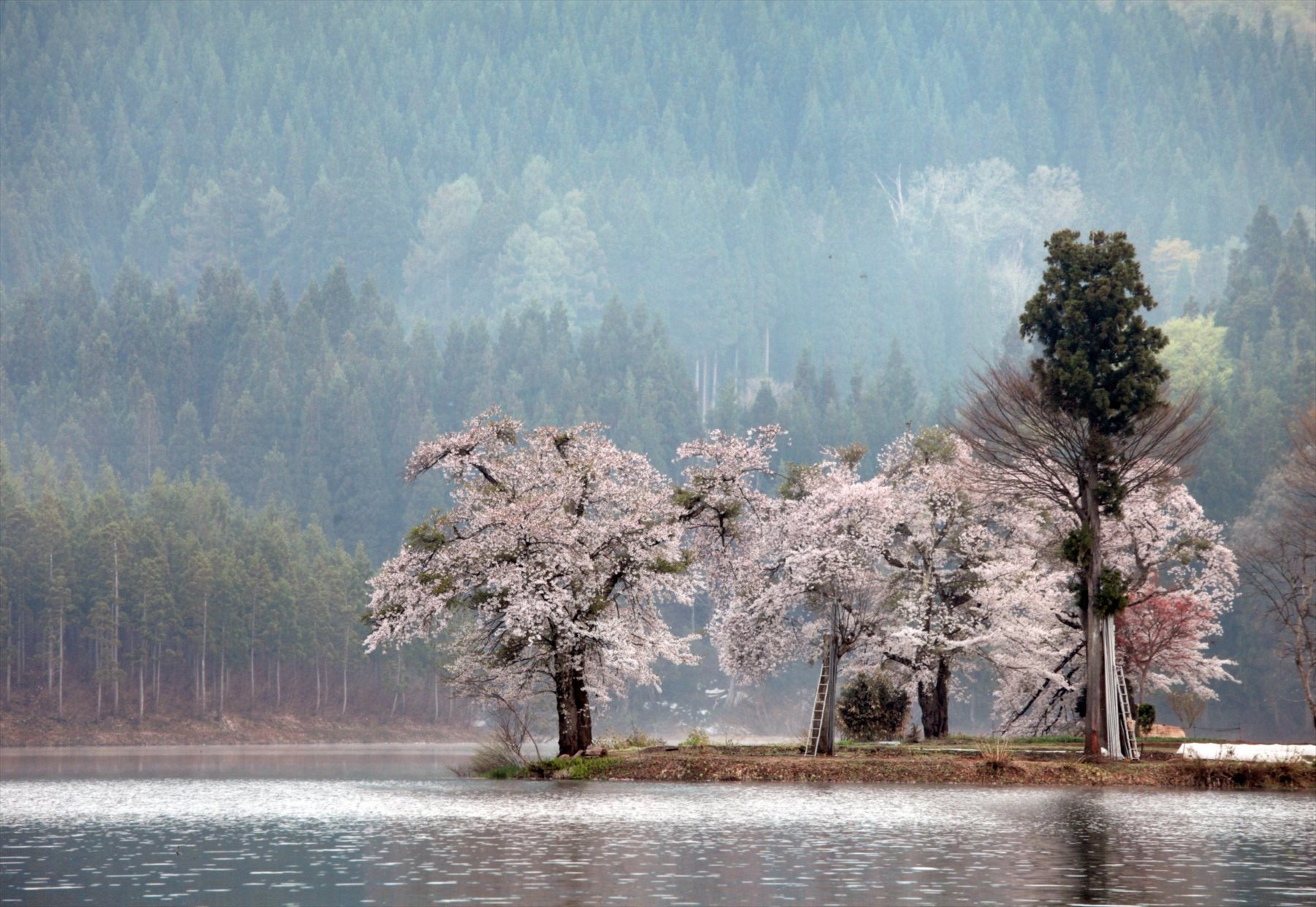 入賞写真