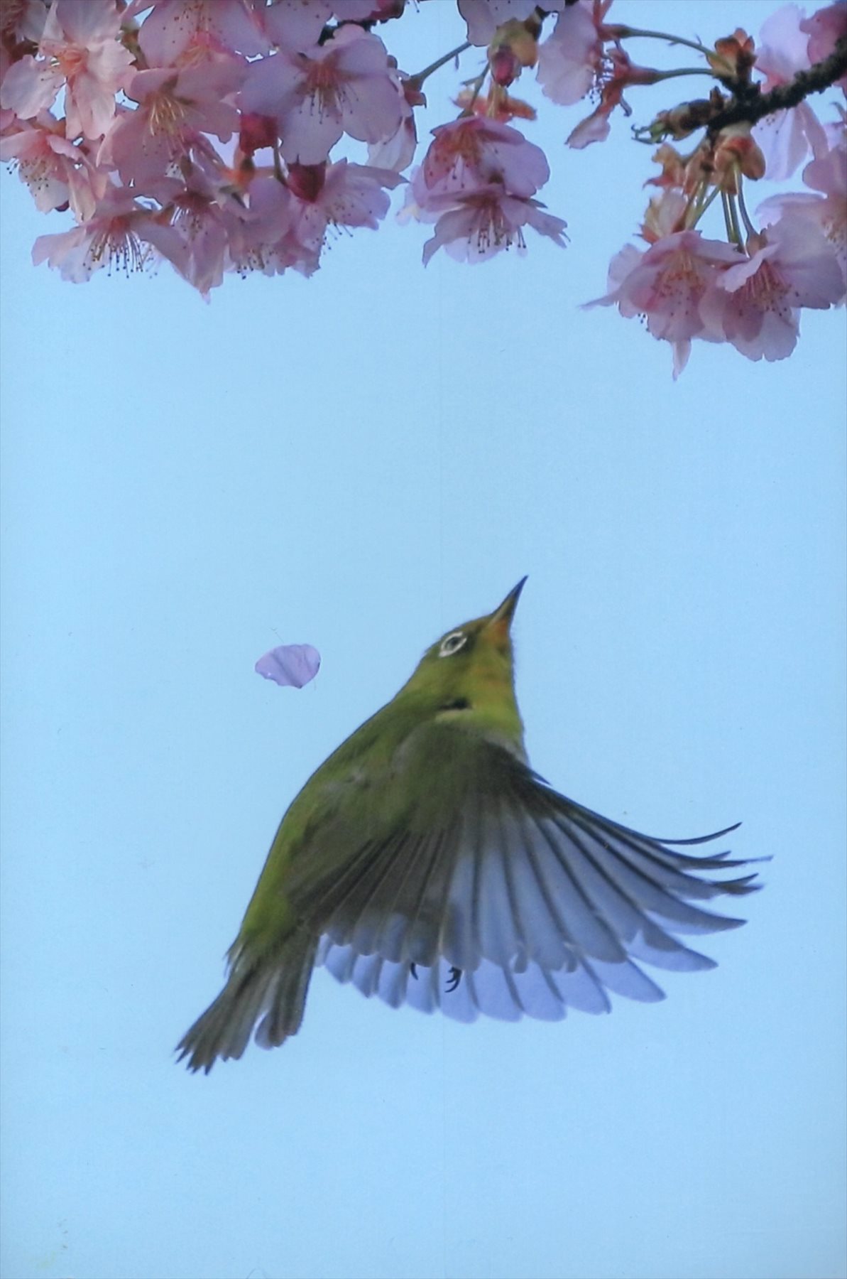 入賞写真