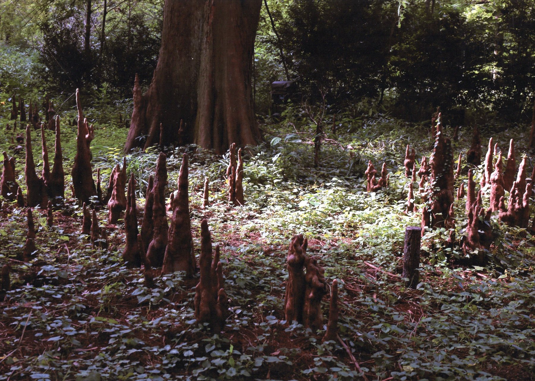 入賞写真
