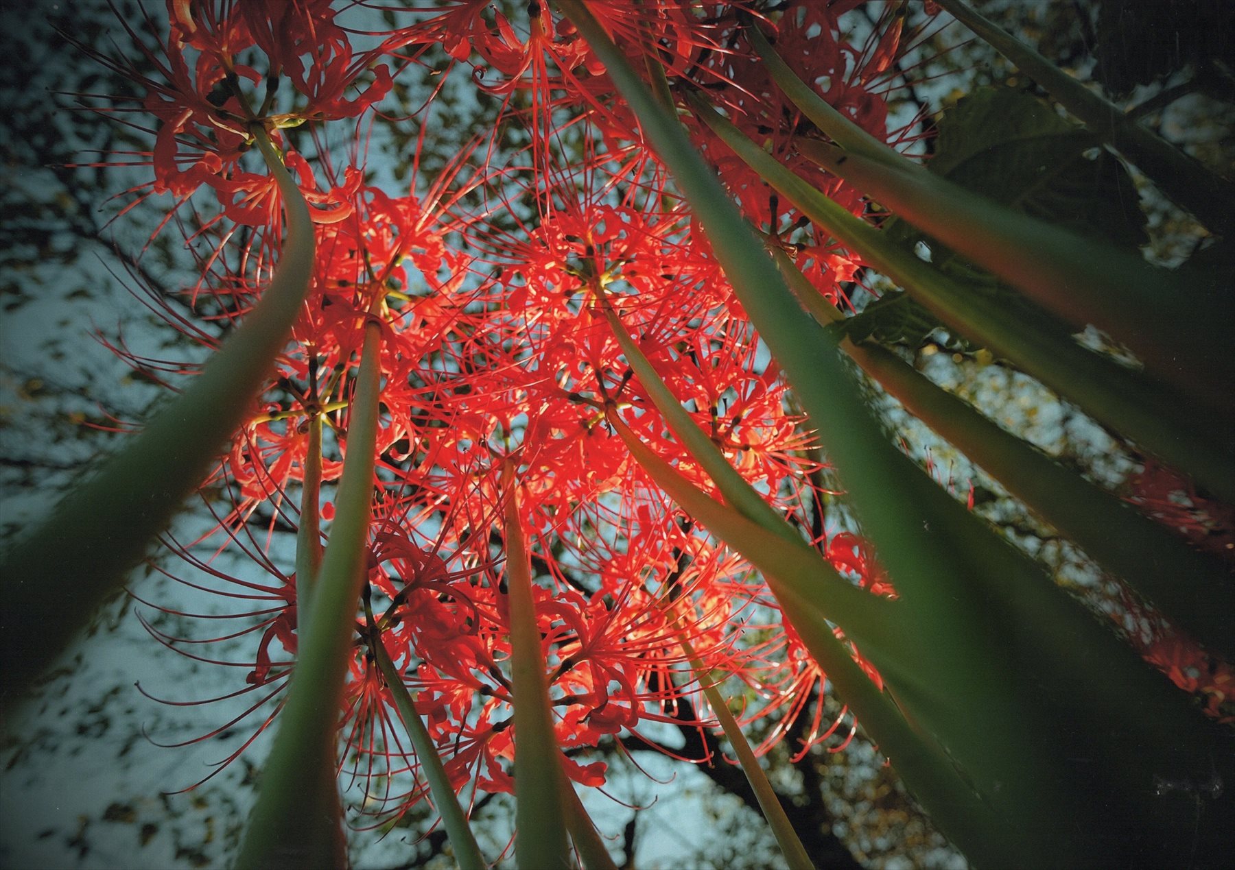 入賞写真