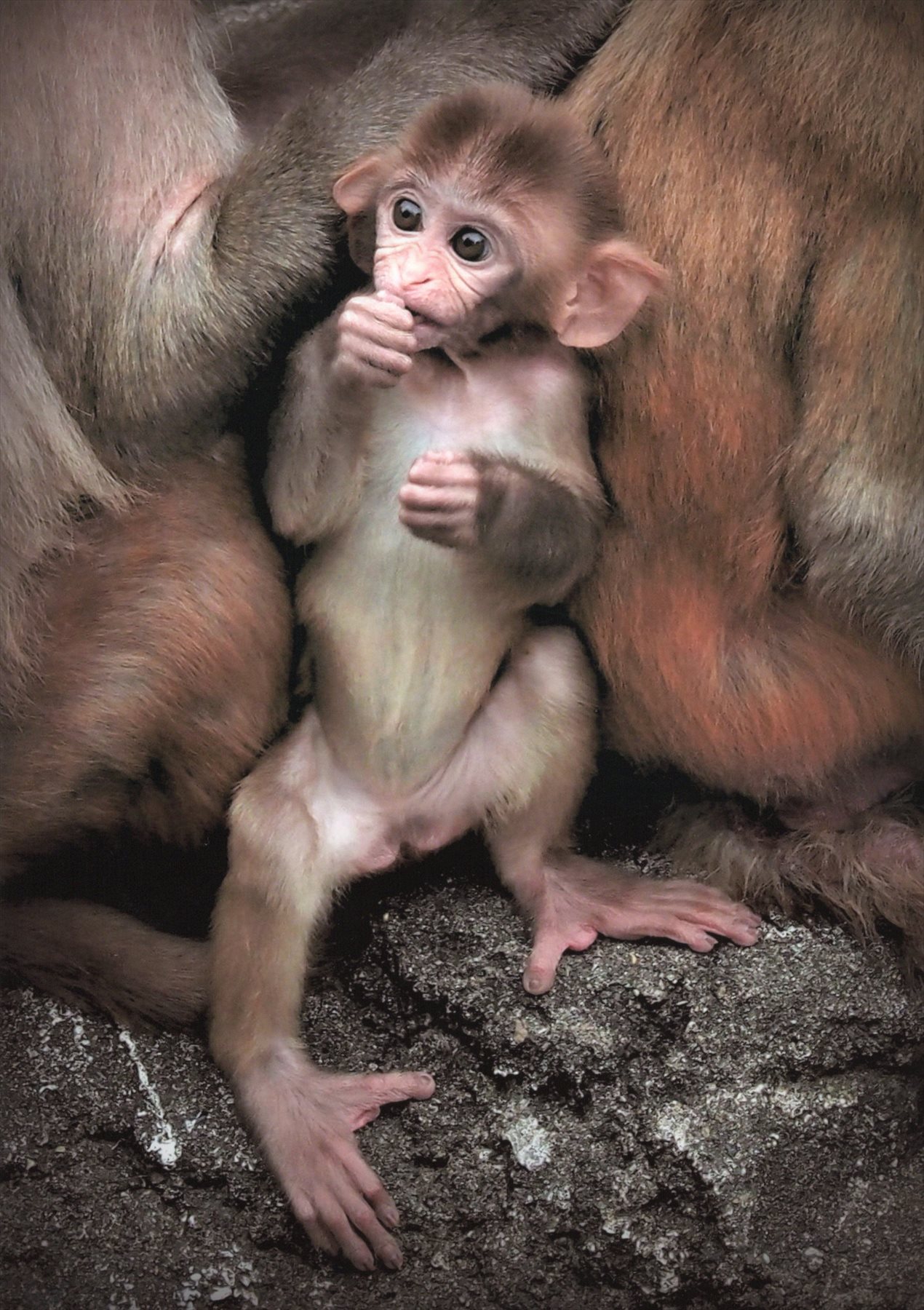 入賞写真