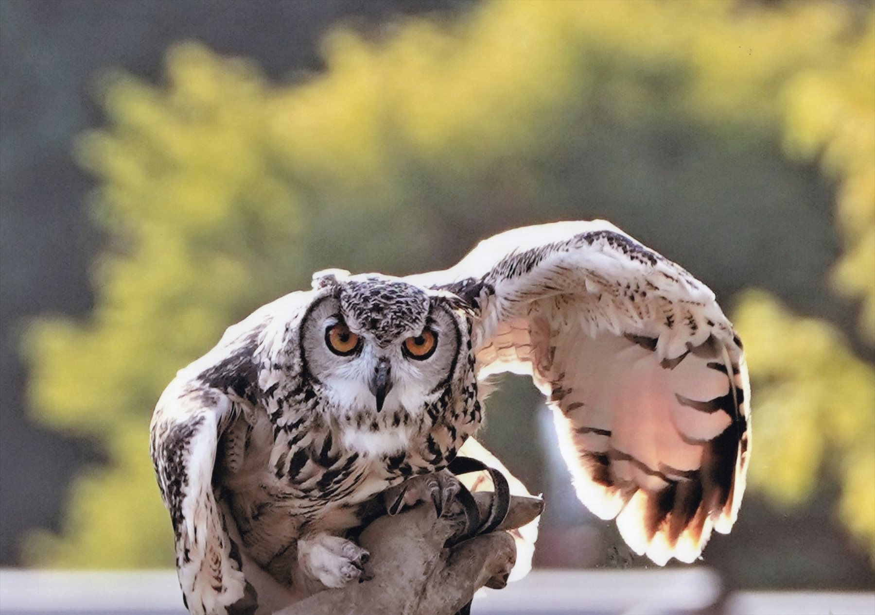 入賞写真