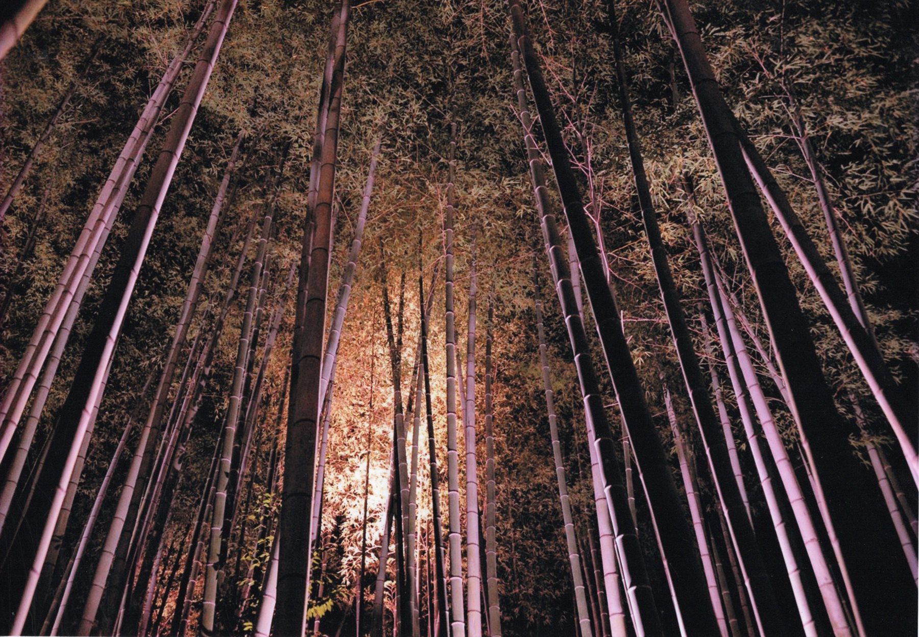入賞写真