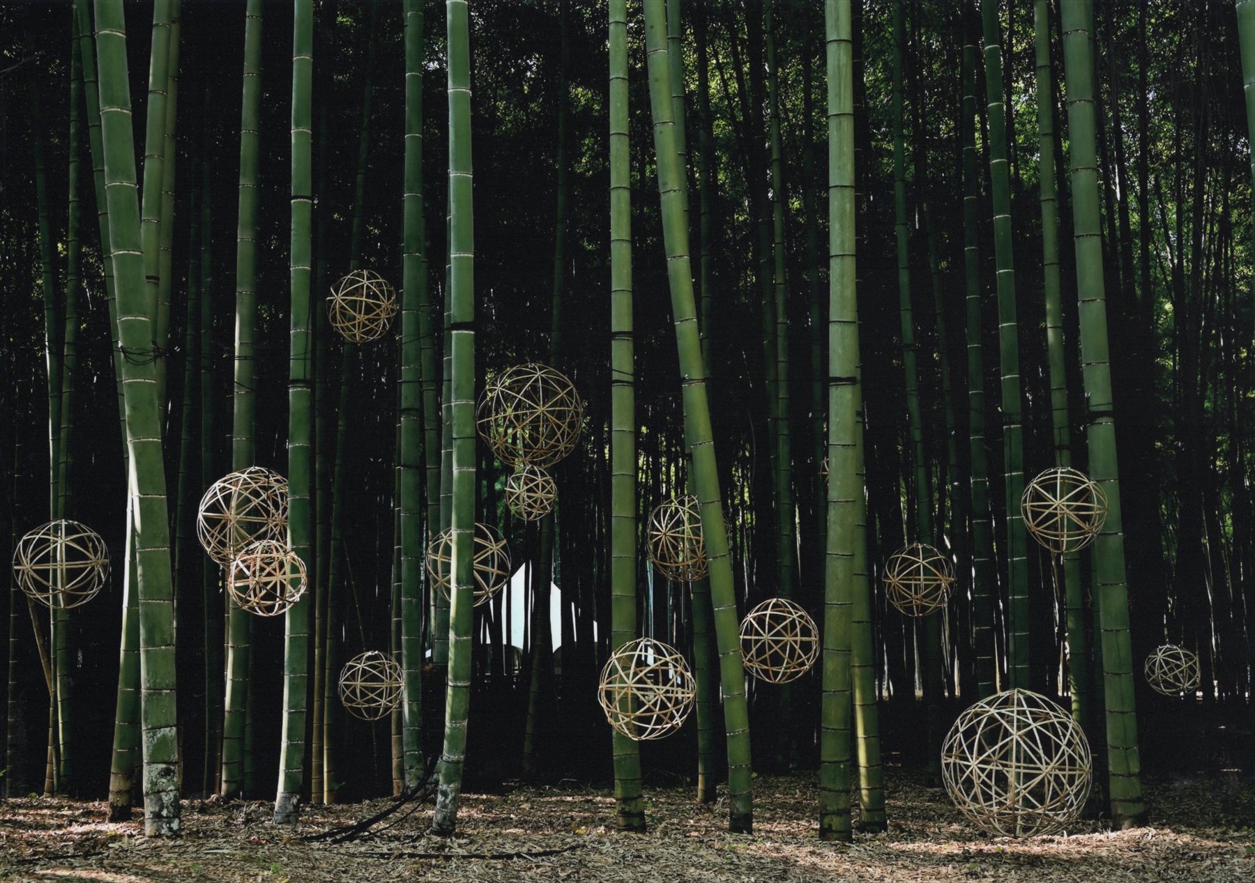 入賞写真