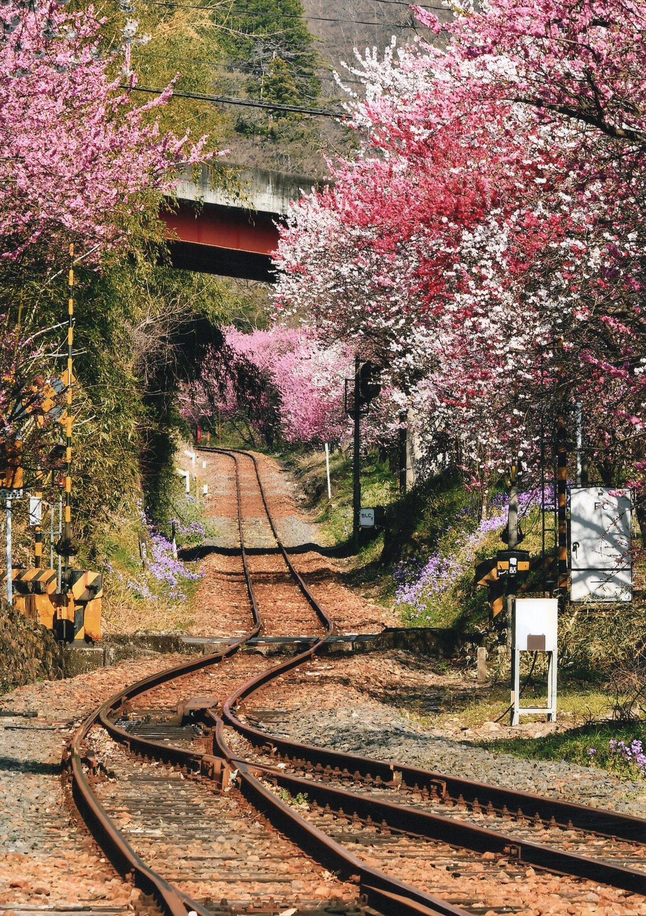 入賞写真