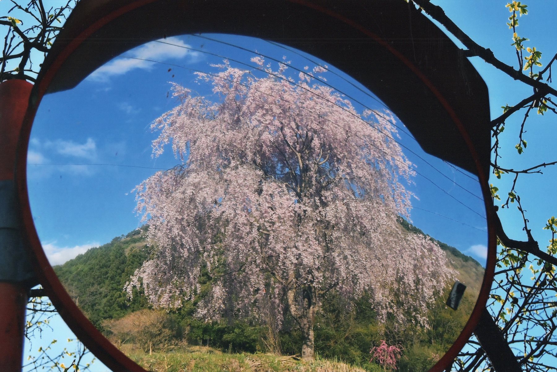 入賞写真