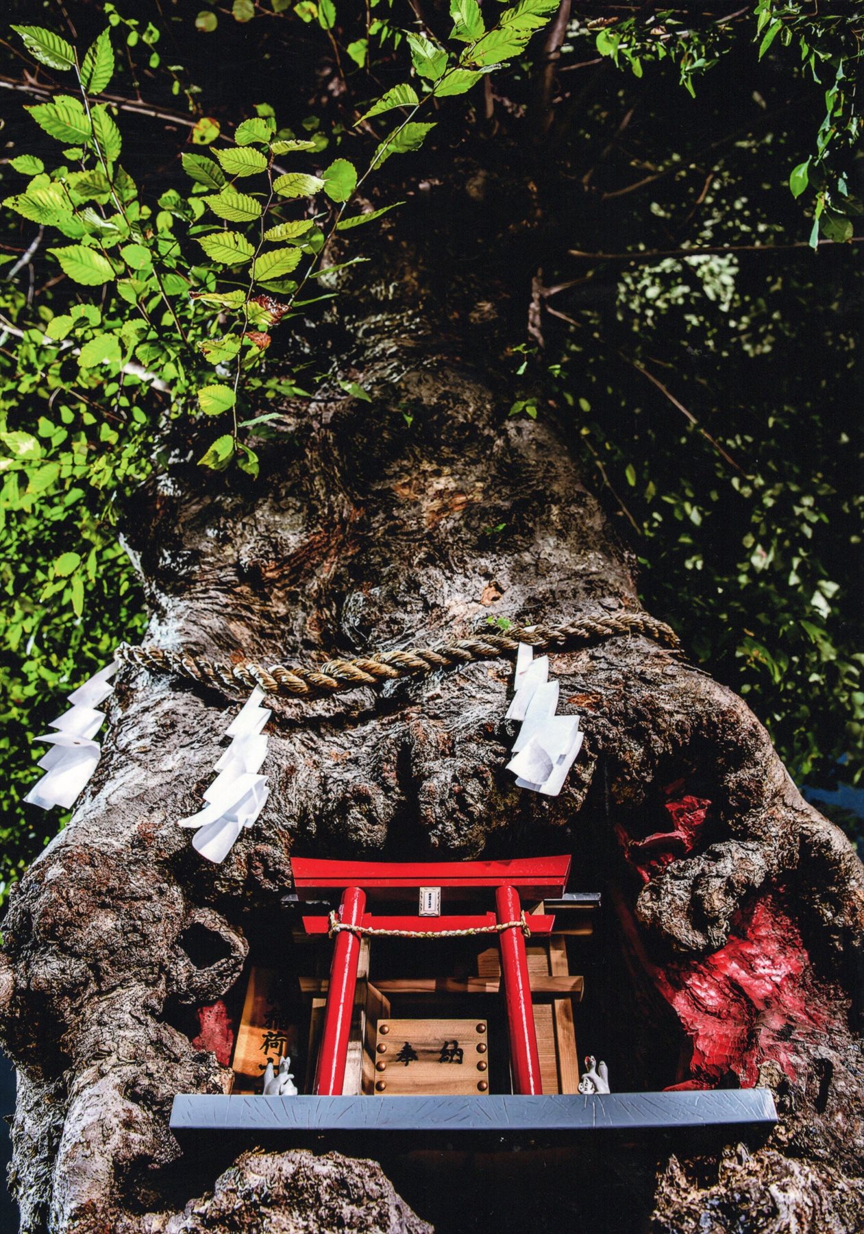 入賞写真