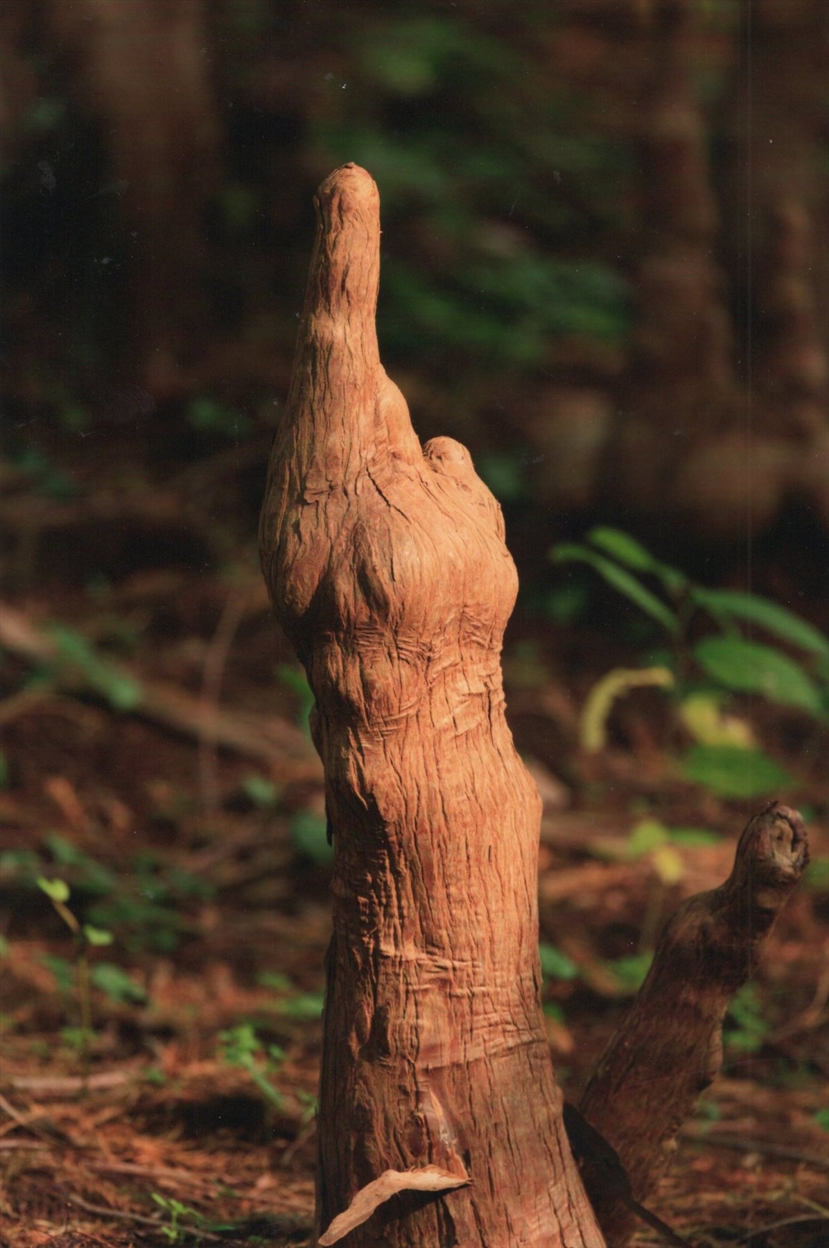 入賞写真