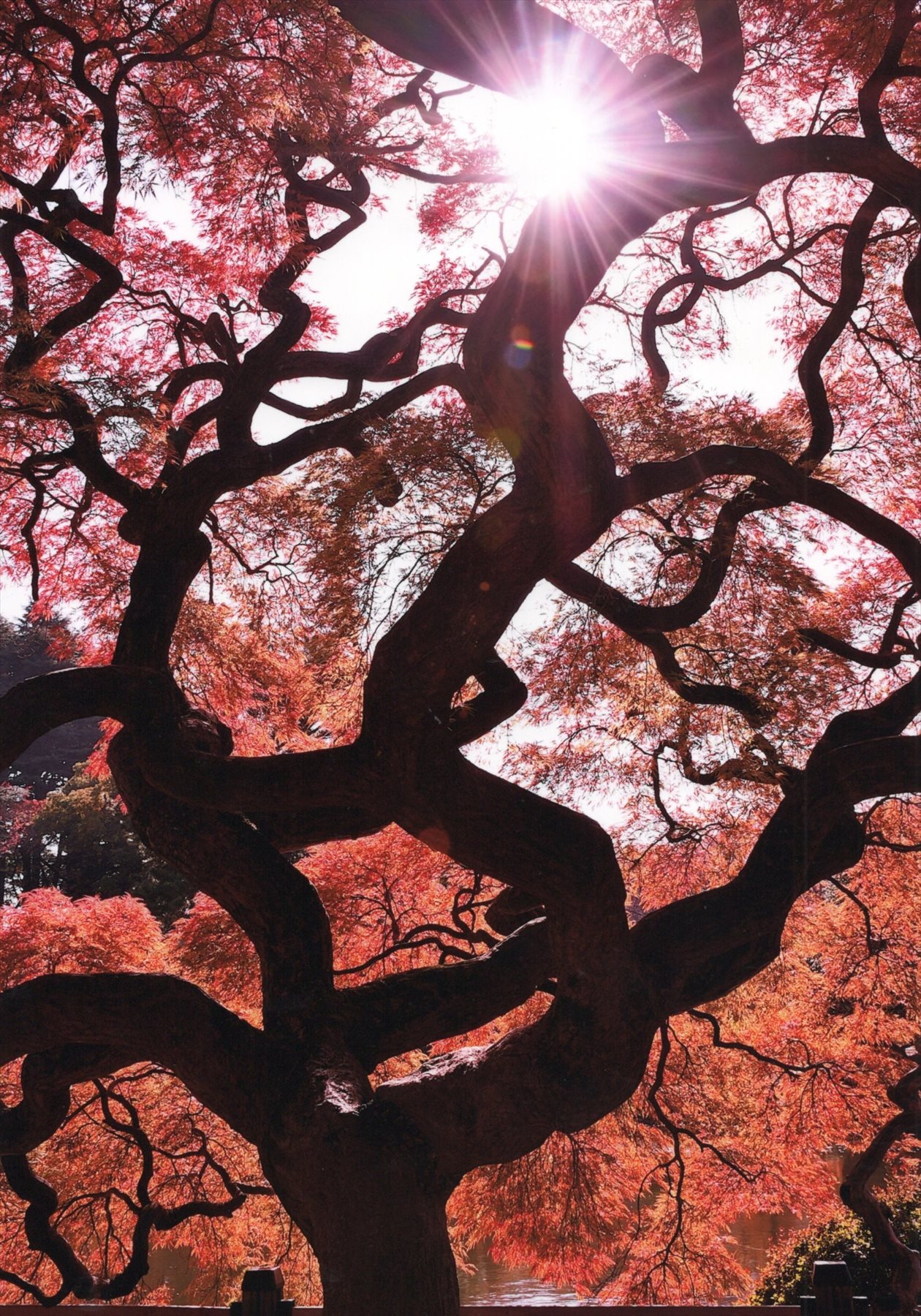 入賞写真