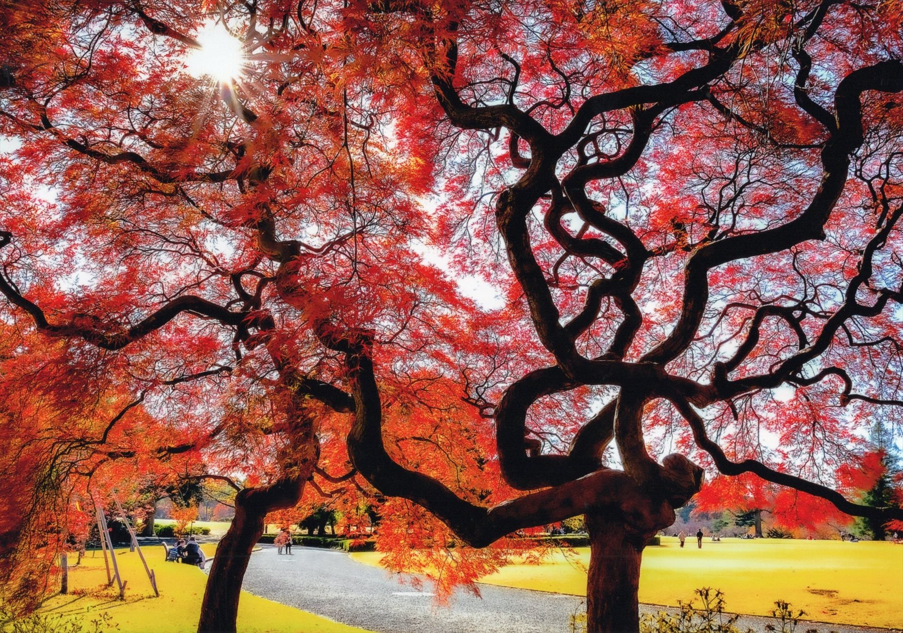 入賞写真