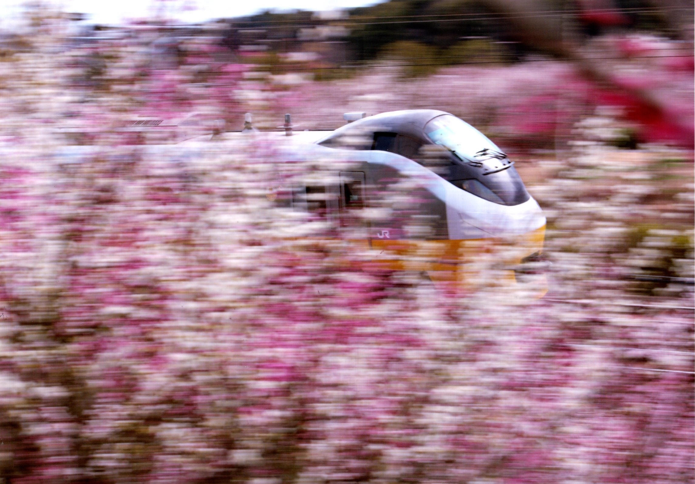 入賞写真