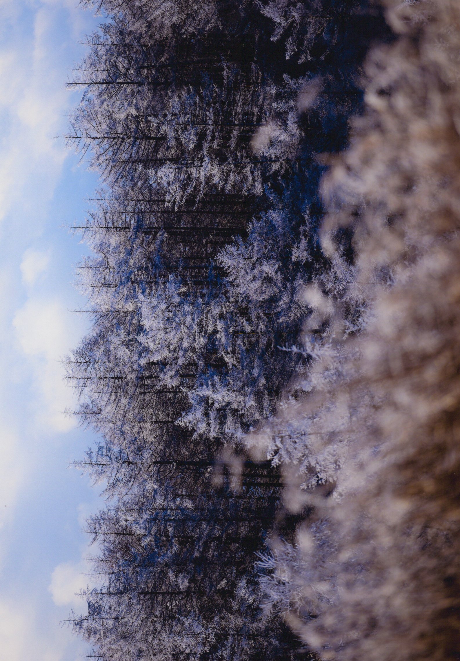 入賞写真